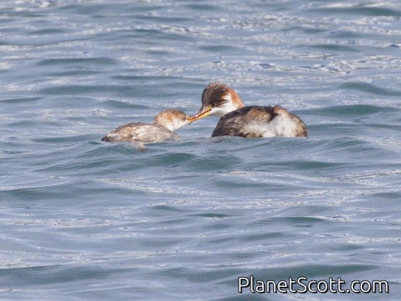 Titicaca Grebe (Rollandia microptera)