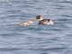 Titicaca Grebe (Rollandia microptera)