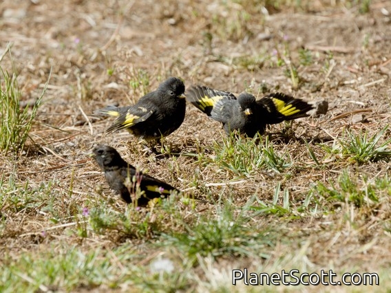 Black Siskin (Spinus atratus)