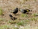 Black Siskin (Spinus atratus)
