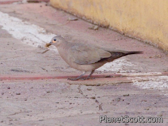 Black-winged Ground Dove (Metriopelia melanoptera)