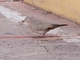 Black-winged Ground Dove (Metriopelia melanoptera)