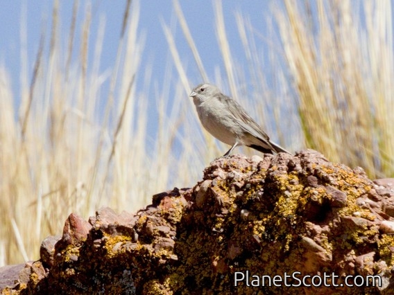Ash-breasted Sierra Finch (Geospizopsis plebejus)