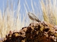 Ash-breasted Sierra Finch (Geospizopsis plebejus)