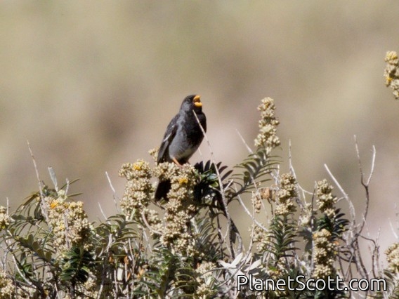 Mourning Sierra Finch (Rhopospina fruticeti)