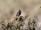Mourning Sierra Finch (Rhopospina fruticeti)