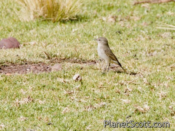 Spot-billed Ground-Tyrant (Muscisaxicola maculirostris)