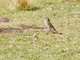 Spot-billed Ground-Tyrant (Muscisaxicola maculirostris)