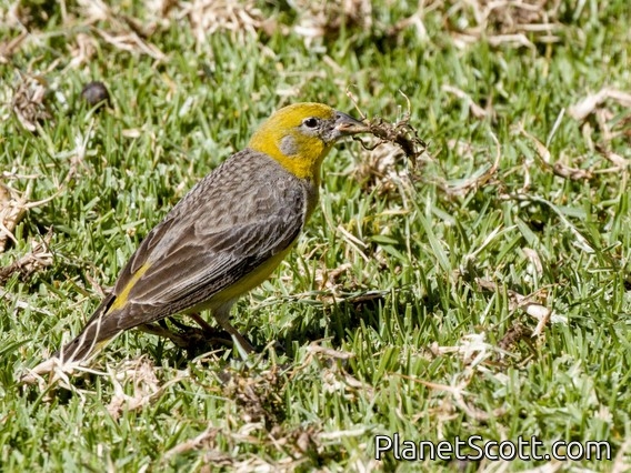 Bright-rumped Yellow-Finch (Sicalis uropygialis)
