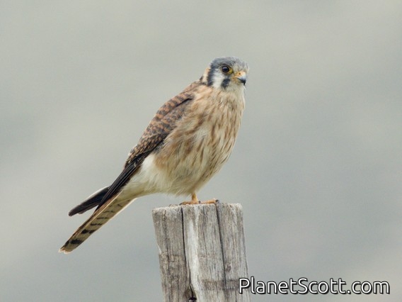 American Kestrel (Falco sparverius)