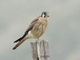 American Kestrel (Falco sparverius)