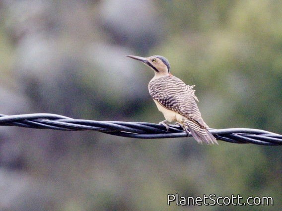 Andean Flicker (Colaptes rupicola)