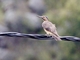 Andean Flicker (Colaptes rupicola)
