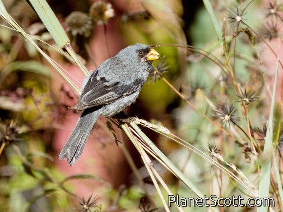 Mourning Sierra Finch (Rhopospina fruticeti)