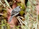 Mourning Sierra Finch (Rhopospina fruticeti)