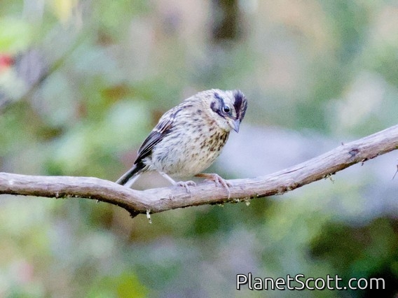 Rufous-collared Sparrow (Zonotrichia capensis) - Juvenile