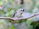 Rufous-collared Sparrow (Zonotrichia capensis) - Juvenile