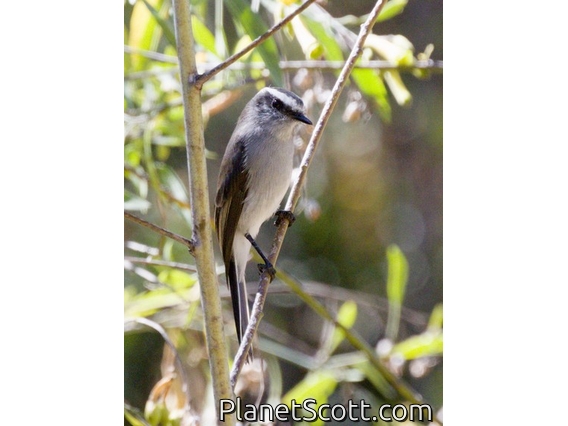 White-browed Chat-Tyrant (Ochthoeca leucophrys)