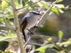 White-browed Chat-Tyrant (Ochthoeca leucophrys)