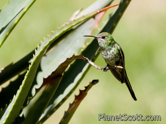 Black-tailed Trainbearer (Lesbia victoriae)