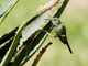 Black-tailed Trainbearer (Lesbia victoriae)