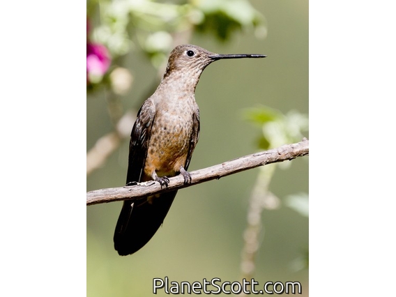 Giant Hummingbird (Patagona gigas)