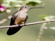 Giant Hummingbird (Patagona gigas)