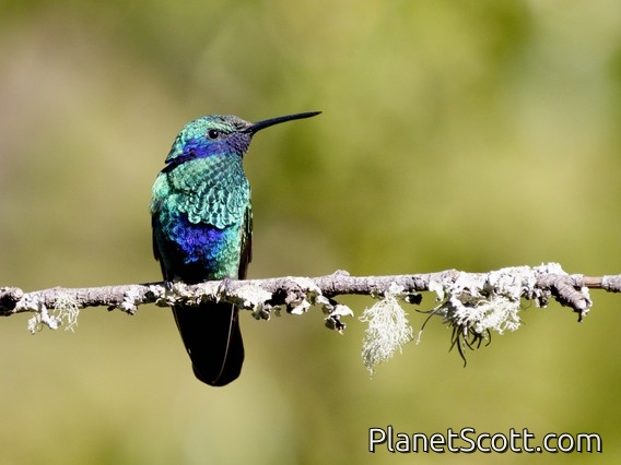 Sparkling Violetear (Colibri coruscans)