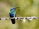 Sparkling Violetear (Colibri coruscans)