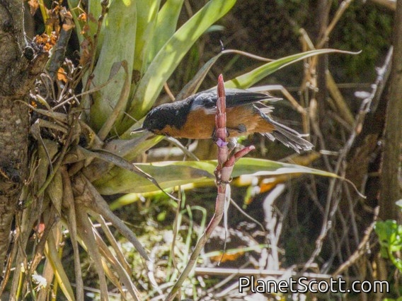 Black-throated Flowerpiercer (Diglossa brunneiventris)