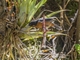 Black-throated Flowerpiercer (Diglossa brunneiventris)