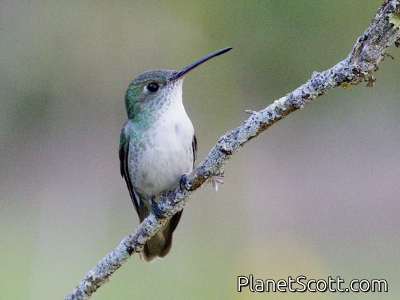 White-bellied Hummingbird (Elliotomyia chionogaster)
