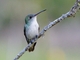 White-bellied Hummingbird (Elliotomyia chionogaster)