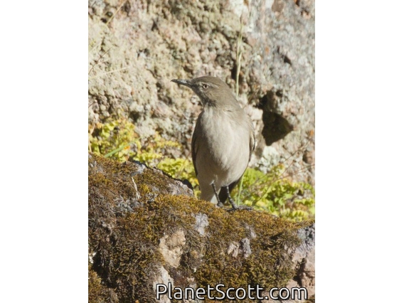 Black-billed Shrike-Tyrant (Agriornis montanus)