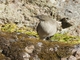 Black-billed Shrike-Tyrant (Agriornis montanus)