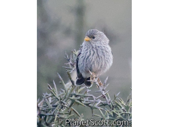 Band-tailed Seedeater (Catamenia analis) - Female