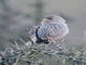 Band-tailed Seedeater (Catamenia analis) - Female