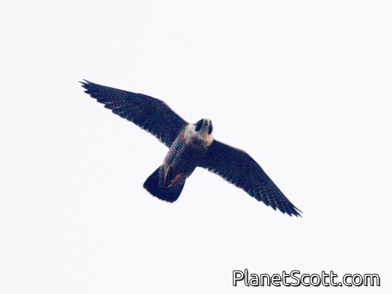Peregrine Falcon (Falco peregrinus)