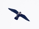 Peregrine Falcon (Falco peregrinus)