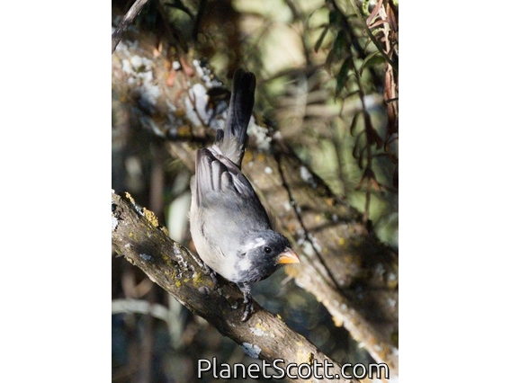 Golden-billed Saltator (Saltator aurantiirostris)