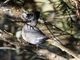 Golden-billed Saltator (Saltator aurantiirostris)