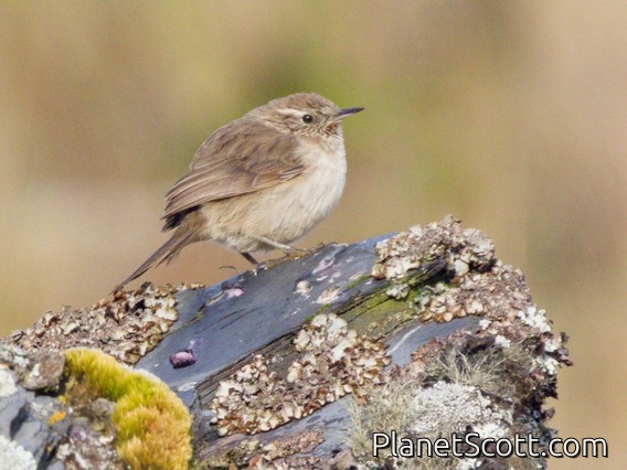 Streak-throated Canastero (Asthenes humilis)