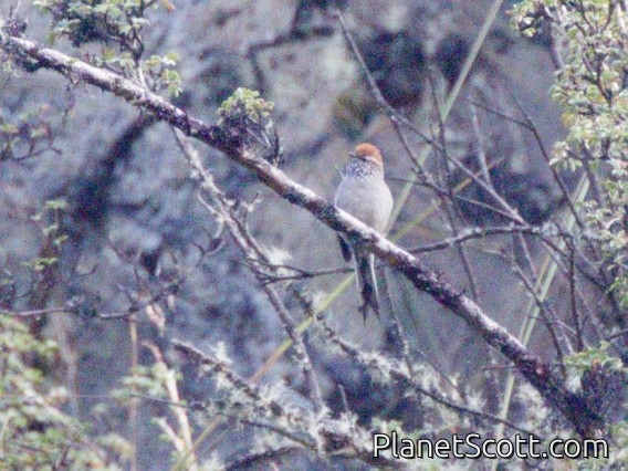 White-browed Tit-Spinetail (Leptasthenura xenothorax)