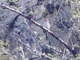 White-browed Tit-Spinetail (Leptasthenura xenothorax)