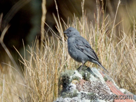 Plumbeous Sierra Finch (Geospizopsis unicolor)