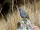 Ash-breasted Sierra Finch (Geospizopsis plebejus)