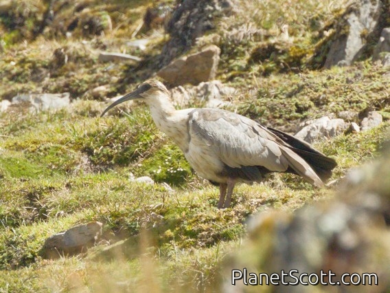 Andean Ibis (Theristicus branickii)