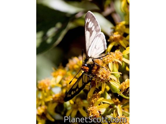 Firetip (Metardaris cosinga)