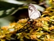 Brush-footed Butterfly (Nymphalidae sp)