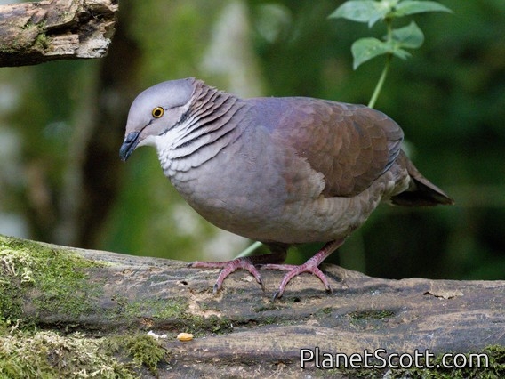 White-throated Quail-Dove (Zentrygon frenata)